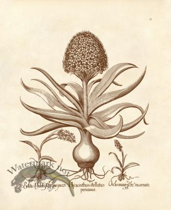 Bessler 12 Hyacinthus